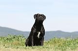 CANE CORSO 521
